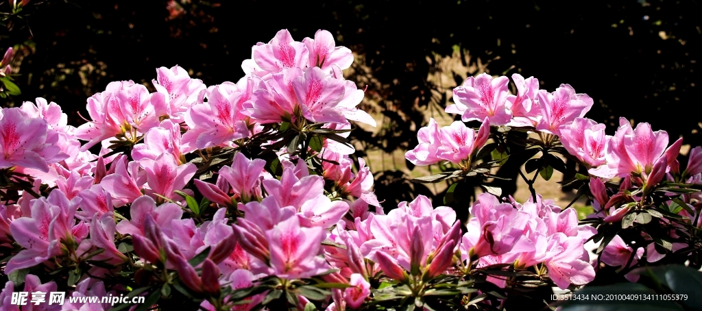 长沙市花 杜鹃花