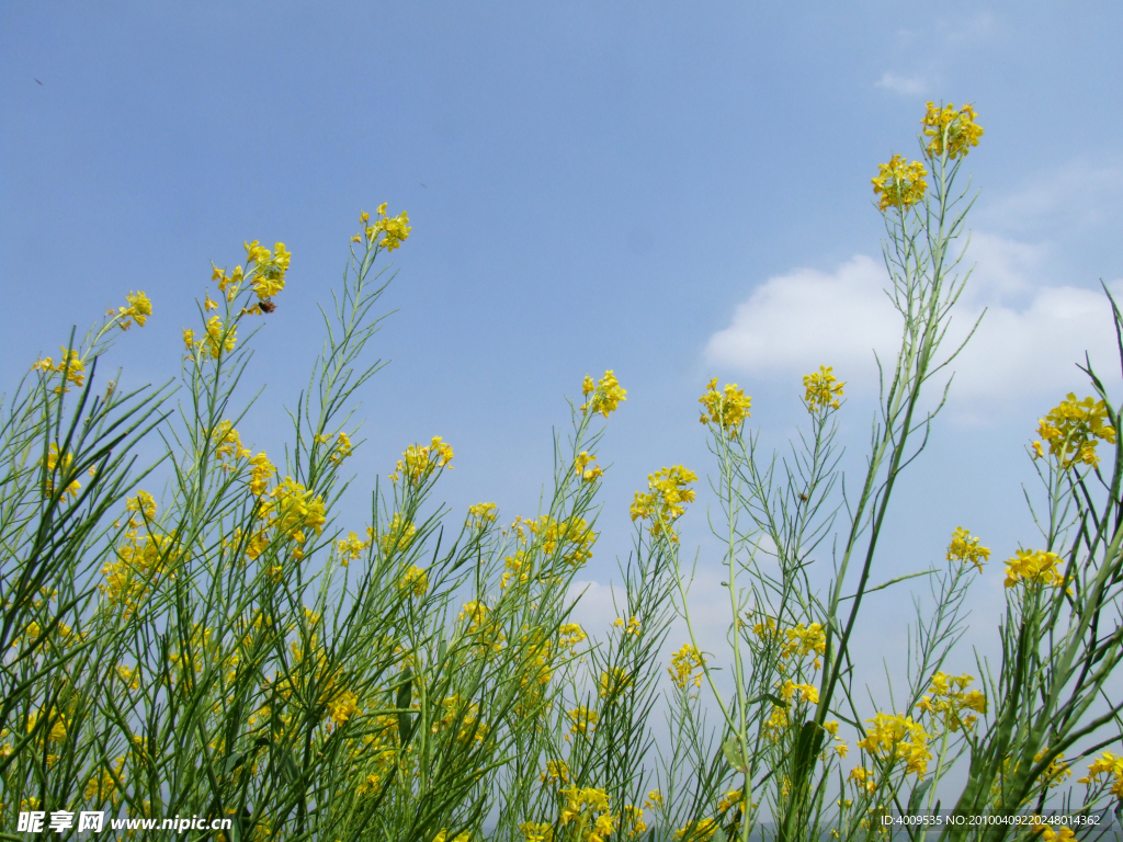 油菜花