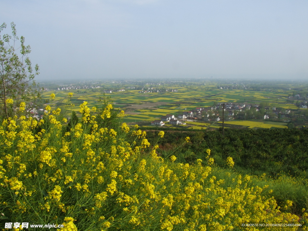 油菜花