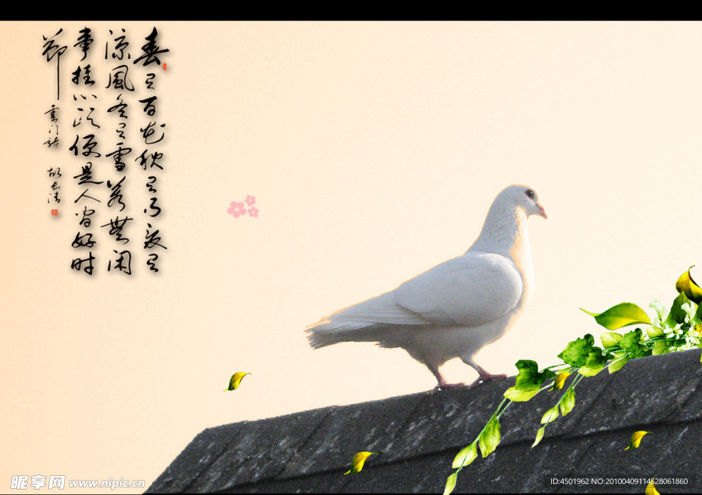 和平鸽