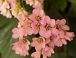 金不换 花