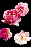 分层 花