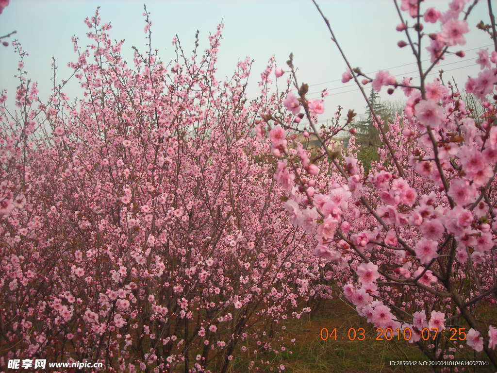 桃花开