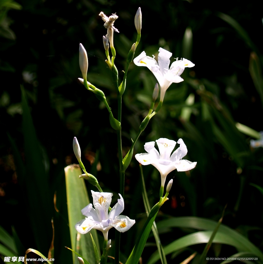 芙蓉花