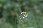 荠菜花