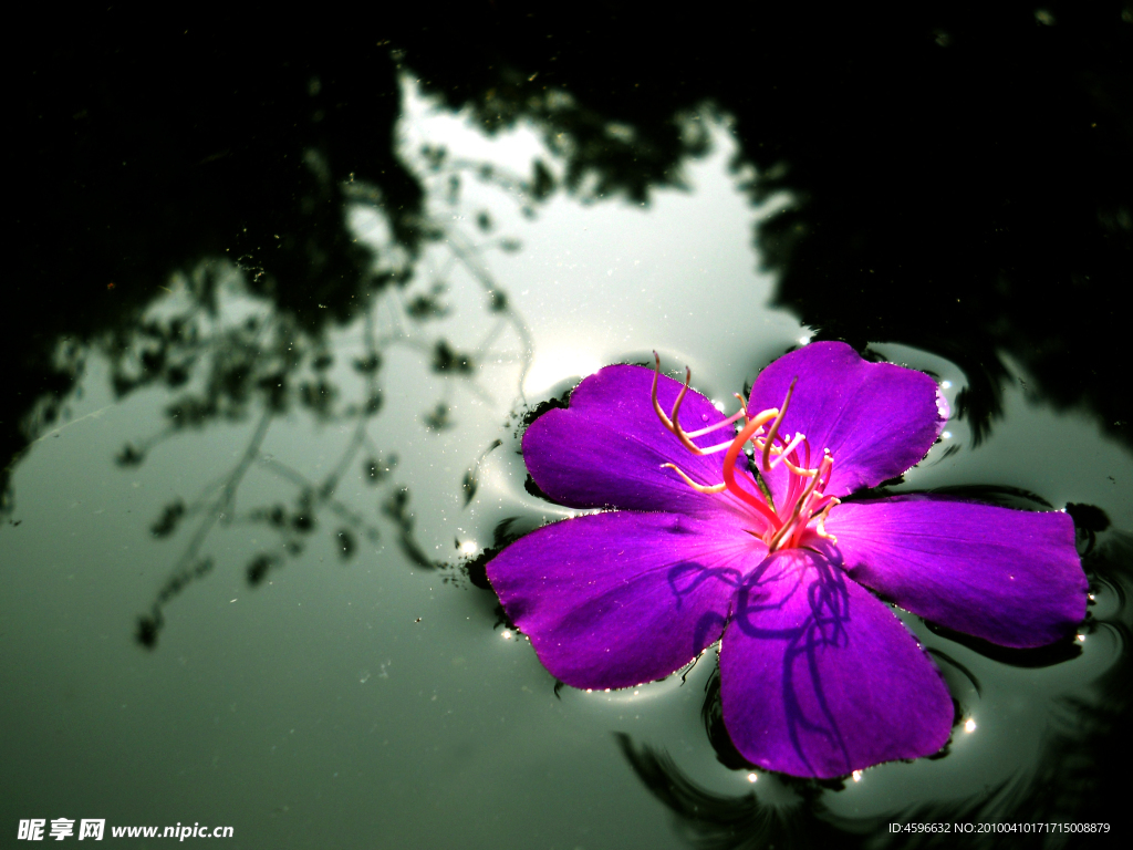 水上花瓣