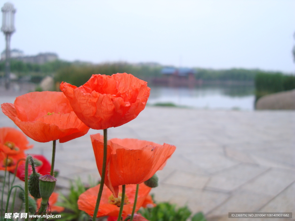 花开