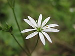 杂草花