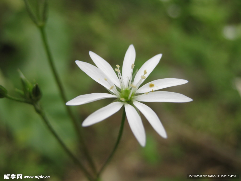 杂草花