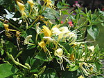 金银花