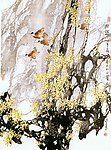 房新泉 花鸟画