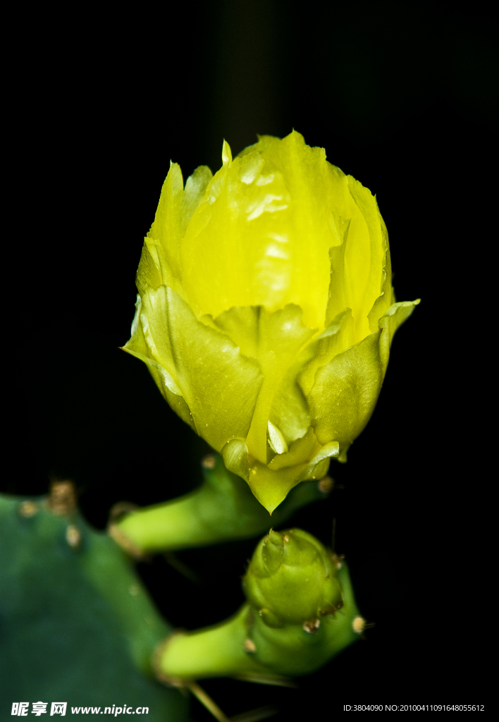 仙人掌花