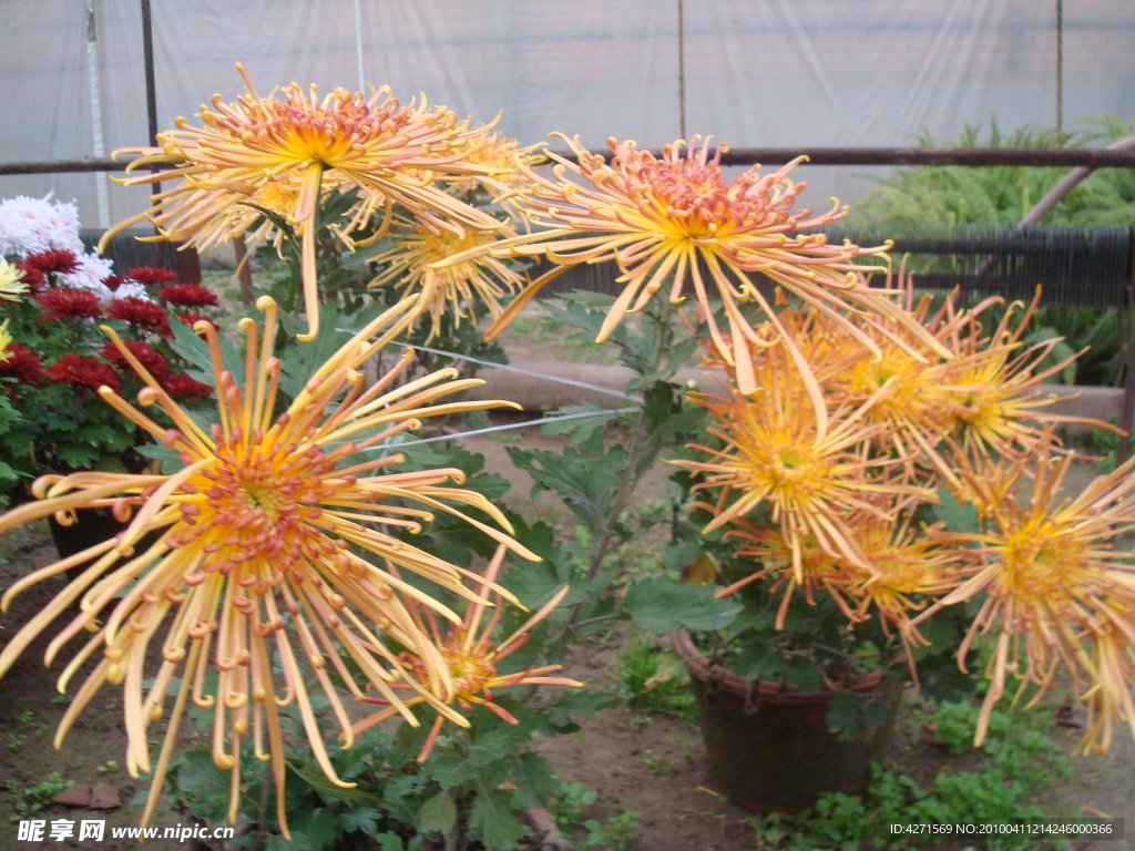菊花