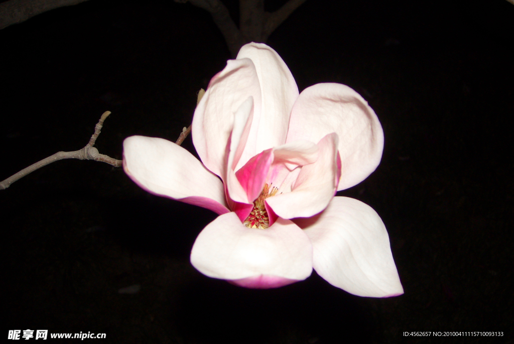 玉兰花