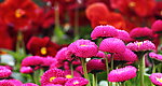 花丛