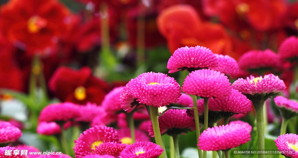 花丛