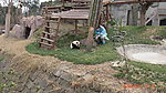 熊猫