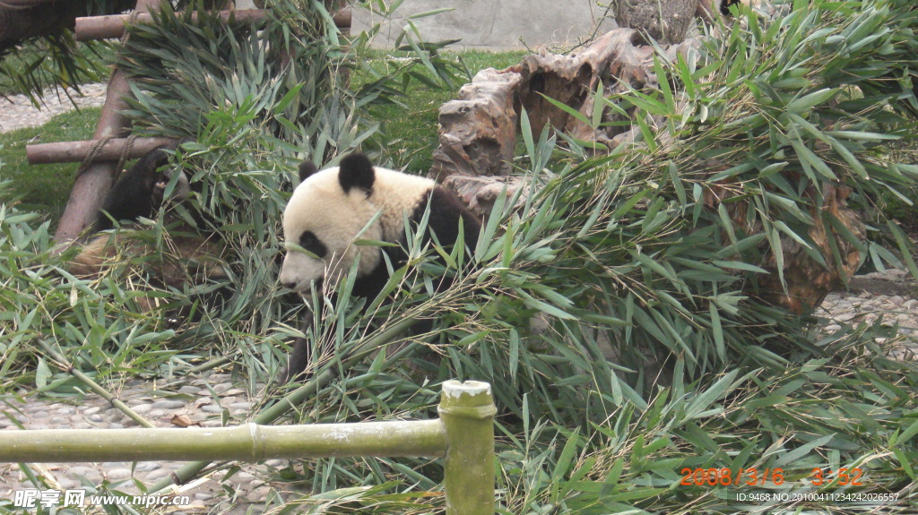 熊猫