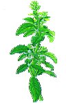 薄荷