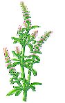 荆芥