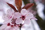 櫻花