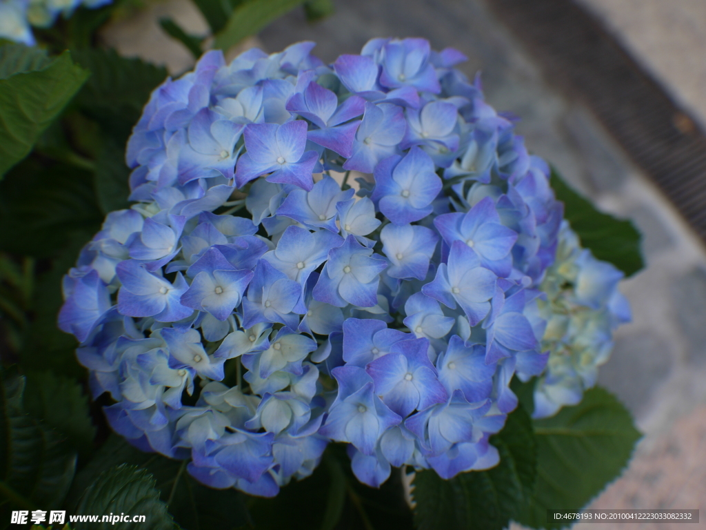 繡球花