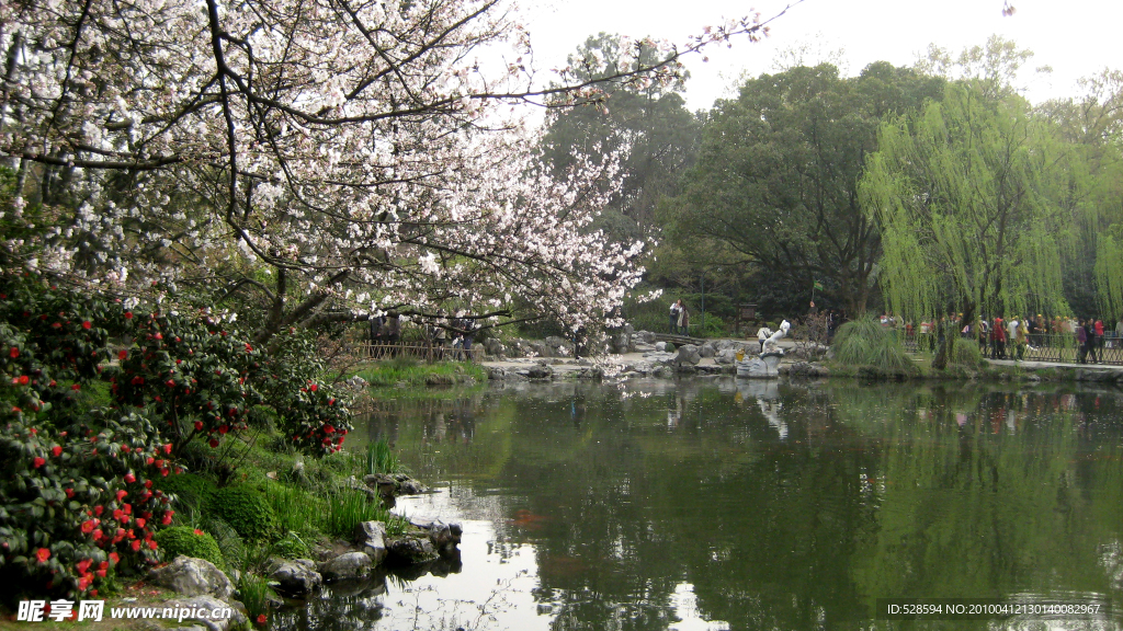 西湖龙港观鱼