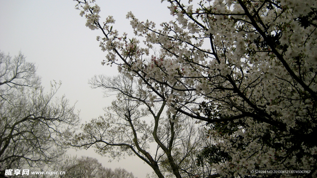 西湖樱花