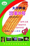 新丰田玉米种子