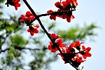 木棉花