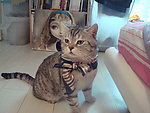 小猫 室内写真