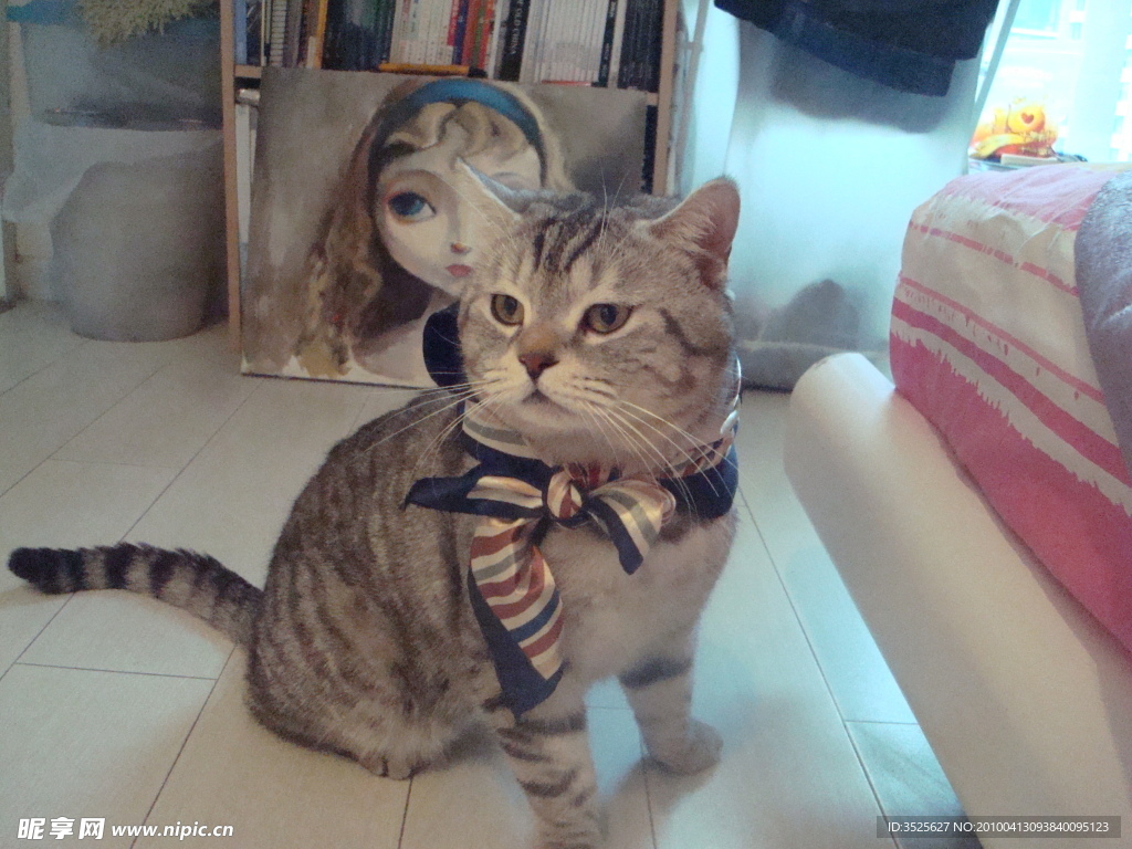 小猫 室内写真
