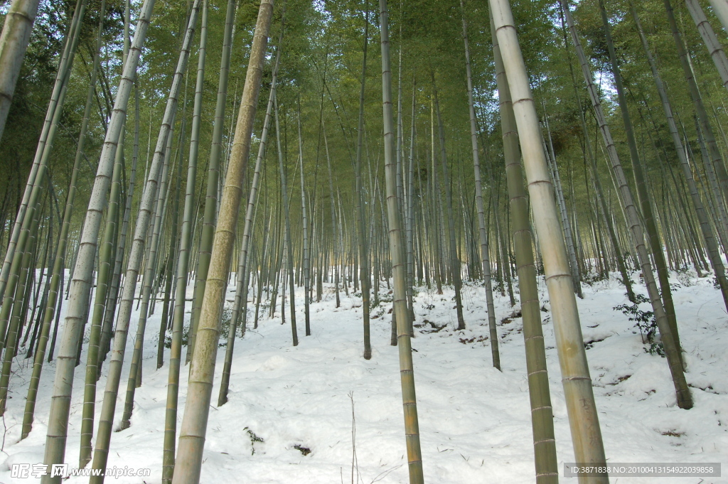 竹海雪景