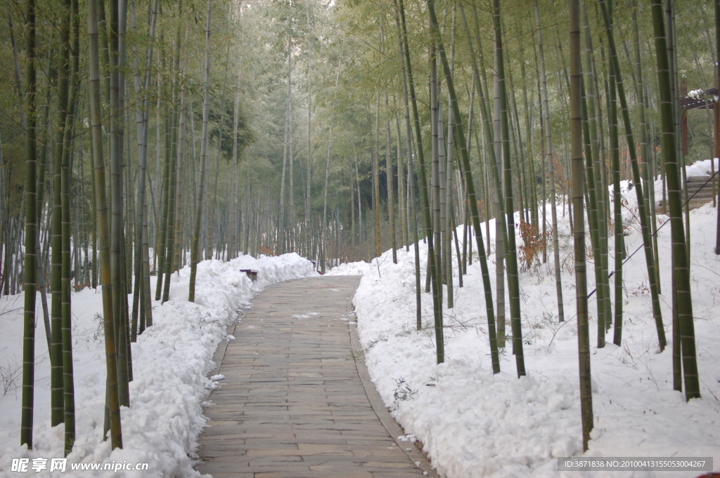 竹海雪景