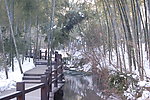 竹海雪景