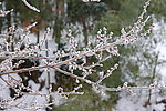 雪景