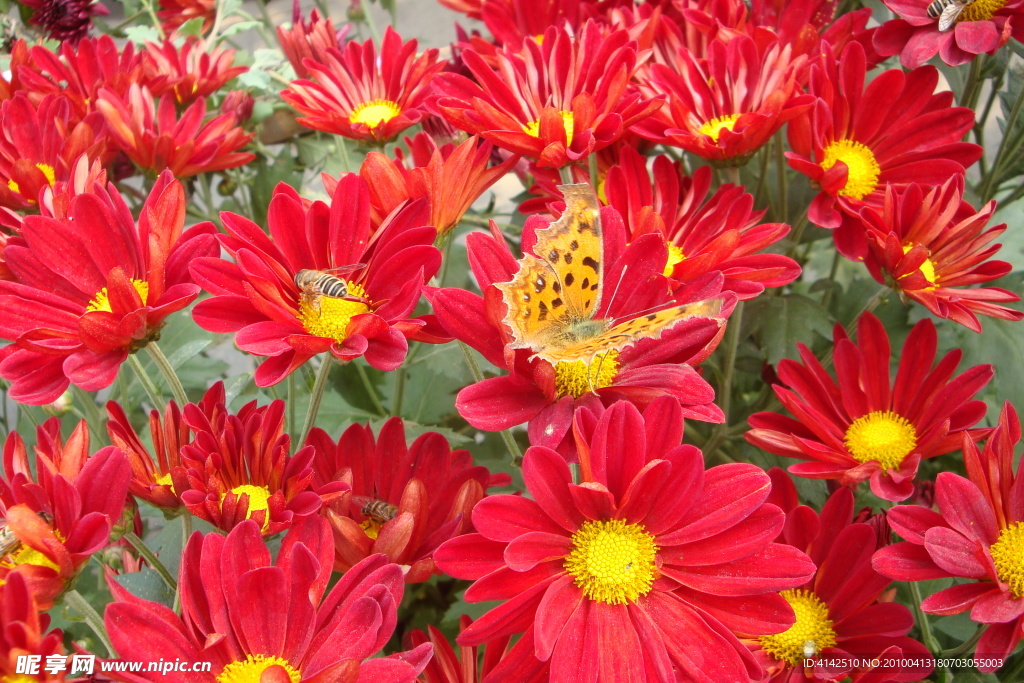 鲜花和蝴蝶