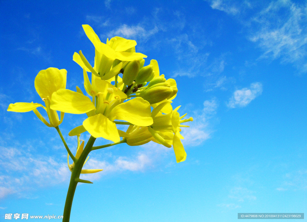 花 天空