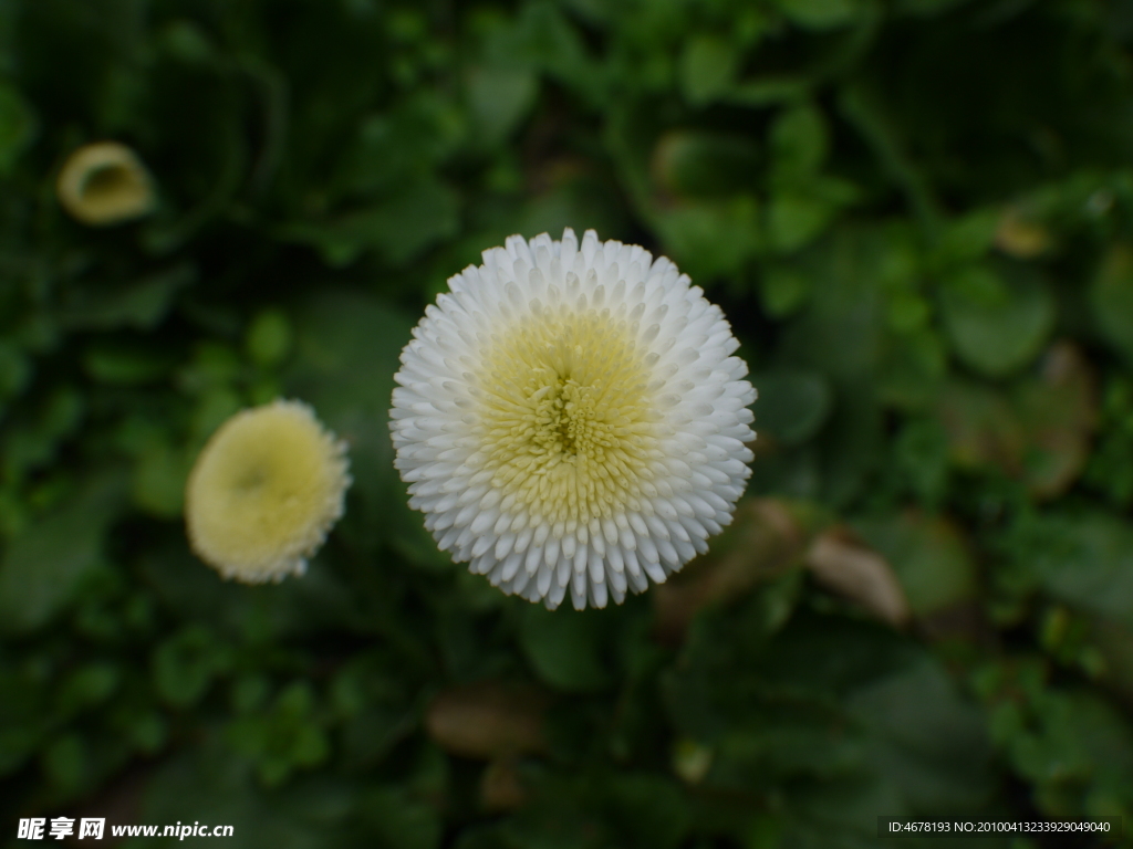 白色小雛菊
