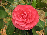 山茶花