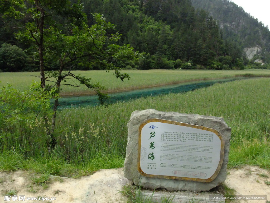 九寨沟芦苇海