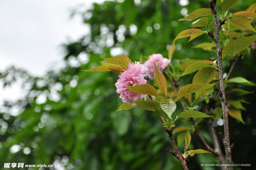 粉红花卉