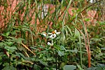 野菊花