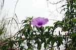牵牛花