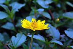 野菊花