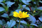野菊花
