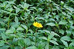 野菊花
