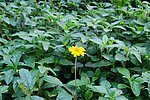 野菊花