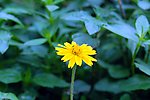 野菊花