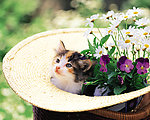 小猫
